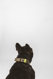 Dog collar C01