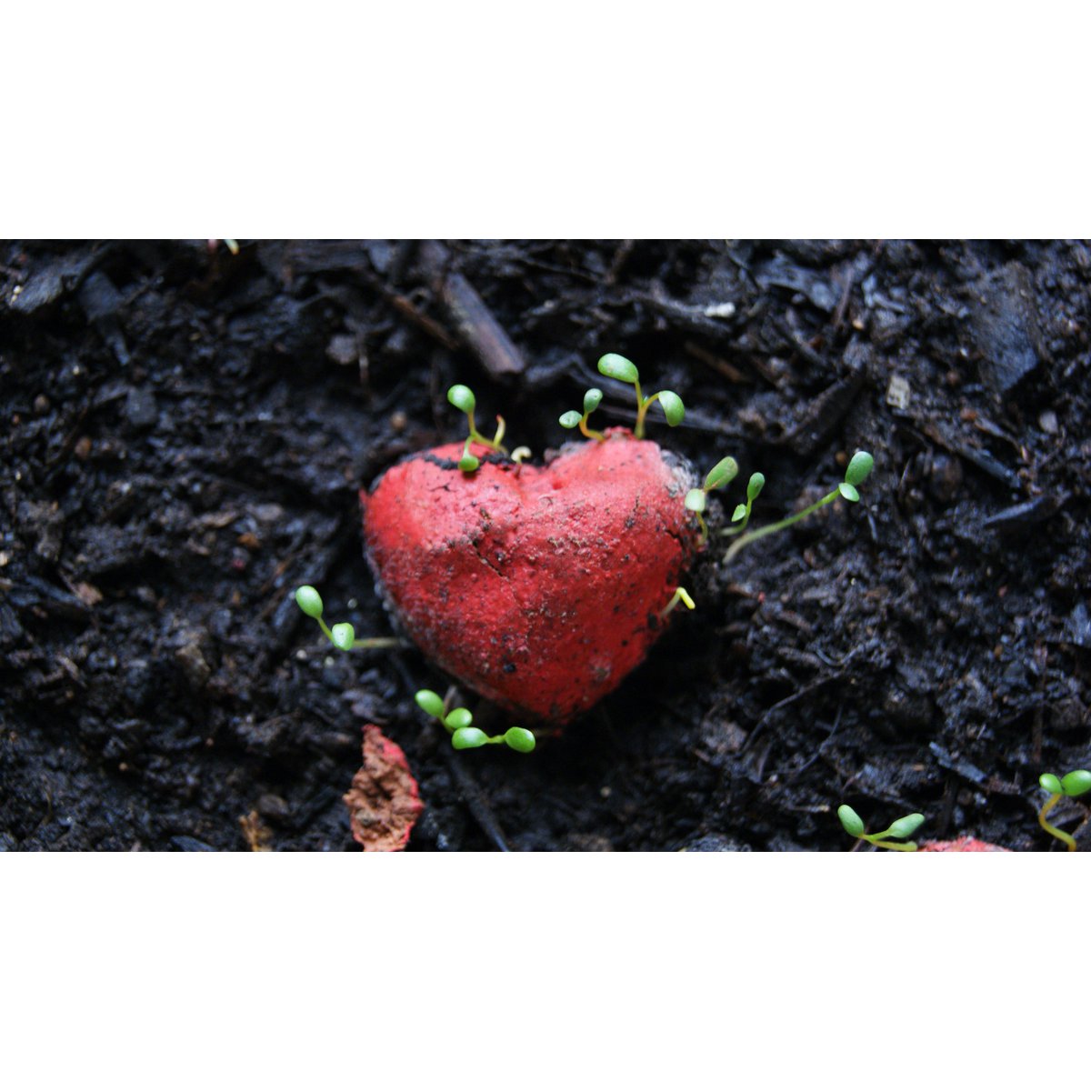 Bombas de semillas plantables - Suerte del amor