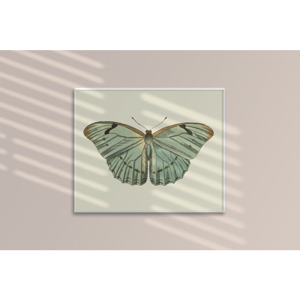 Mariposa