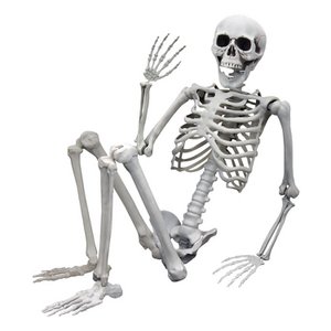 Human Size Skeleton 1.70m