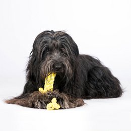 Gretchen Giraffe - kultlegetøj til hunde