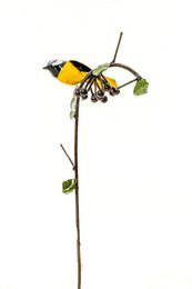ZIMBA-ARTS Mésange bleue en métal sur raisin
