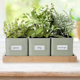 Plant Pot -kruiden op basis groenachtig 4 el,