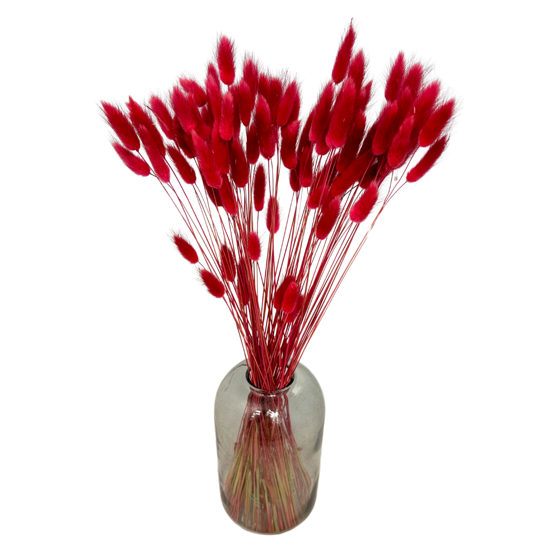 Ogonki Króliczka (Lagurus) 50g Magenta