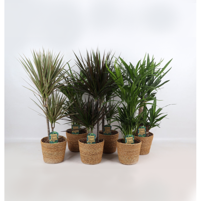 Mieszanka Jungle w koszyku Gaby str. 17