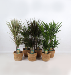 Mieszanka Jungle w koszyku Gaby str. 17