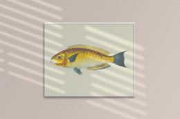 Yellow Fish