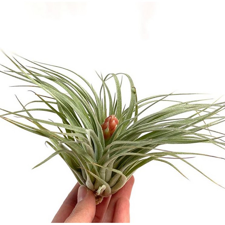 Zucchero filato Tillandsia