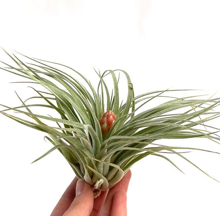 Tillandsia Candy Candy