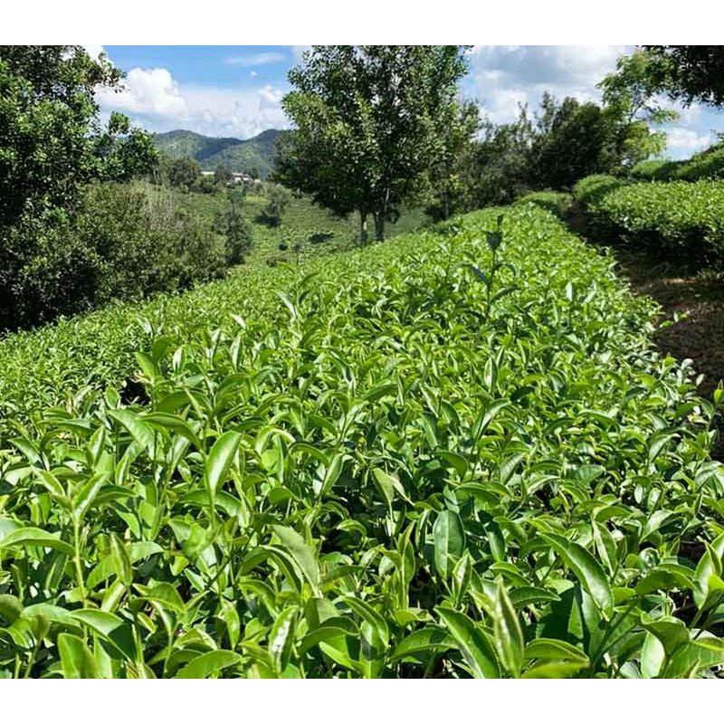 Four Seasons Oolong - premium loose tea