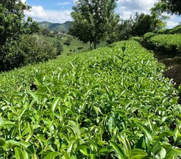 Four Seasons Oolong - premium loose tea