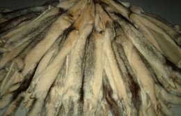 Mink skins Black-Cross, fantastically elegant V-Maels (female) Copy
