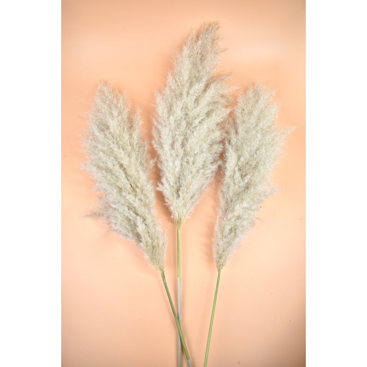 XL Fluffy Pampas pluimen - Cortaderia - Naturel - 100cm