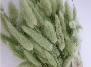 Lagurus Dalio titanite 100 g