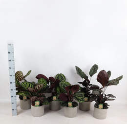 Farverig Mix Industrial Jolijn 14 cm potte