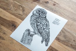 Lille ugle wallsticker