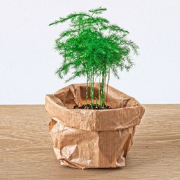Asparagus Setaceus Plumosus – Ornamental Asparagus - Terrarium plant
