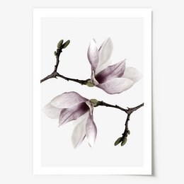 Poster: Magnolia Twins