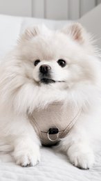  Black embossed leather dog harness with metal ring, adjustable sizes small to extra large, multiple colors available.