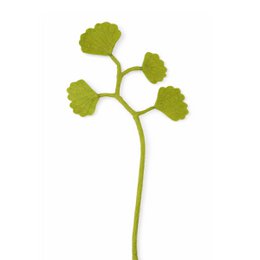 Ginko 4 foglie