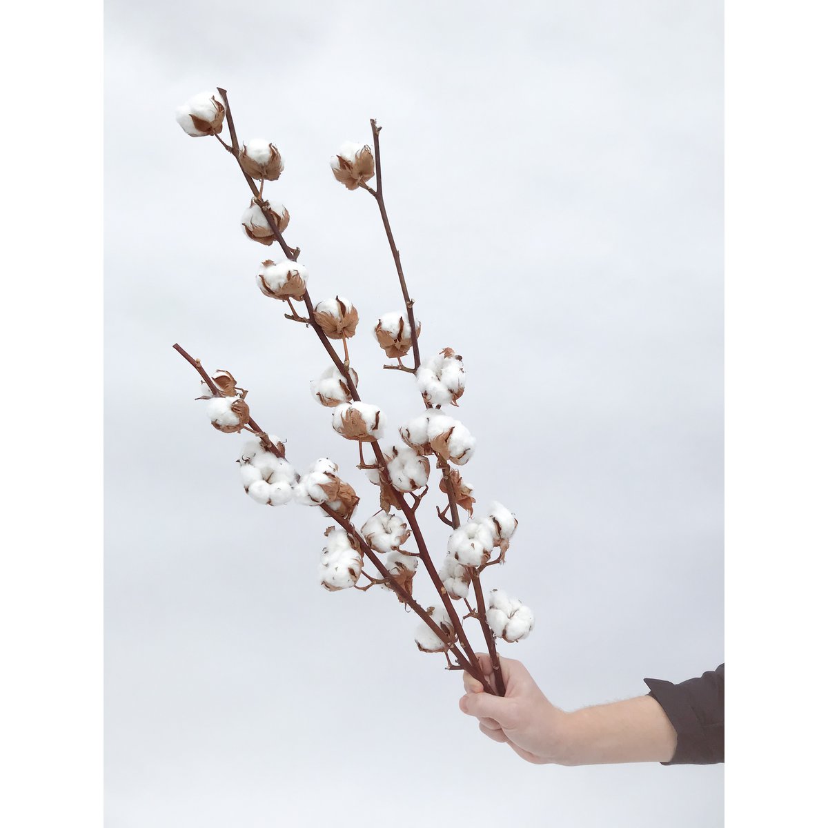 Bloem van natuurlijk gedroogd katoen - 1 stuk
