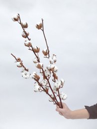 Bloem van natuurlijk gedroogd katoen - 1 stuk