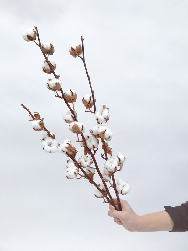 Bloem van natuurlijk gedroogd katoen - 1 stuk