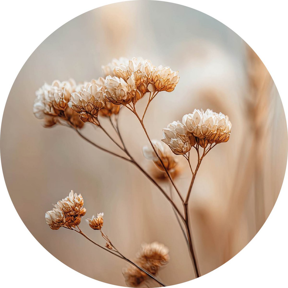 Close up dried flowers