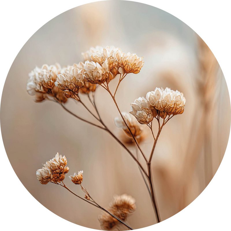 Close up dried flowers