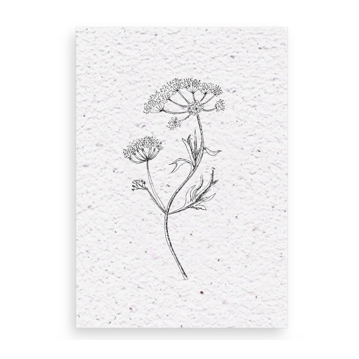 Growth map Anise