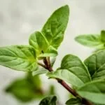 TOFILLO Oregano aus Kreta
