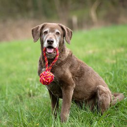 Maxi sling ball - cult toy for dogs