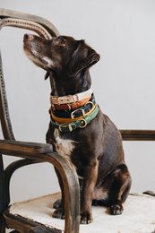LIGHTWEIGHT LEATHER DOG COLLAR. FIR air