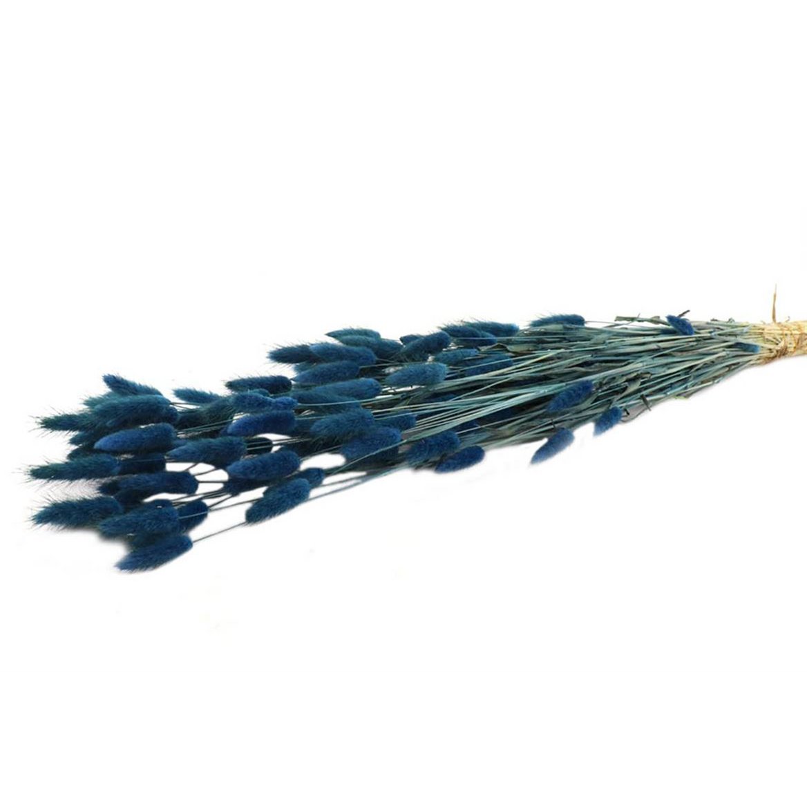 Lagurus, ca. 100g, ca. 65cm, petrolblau