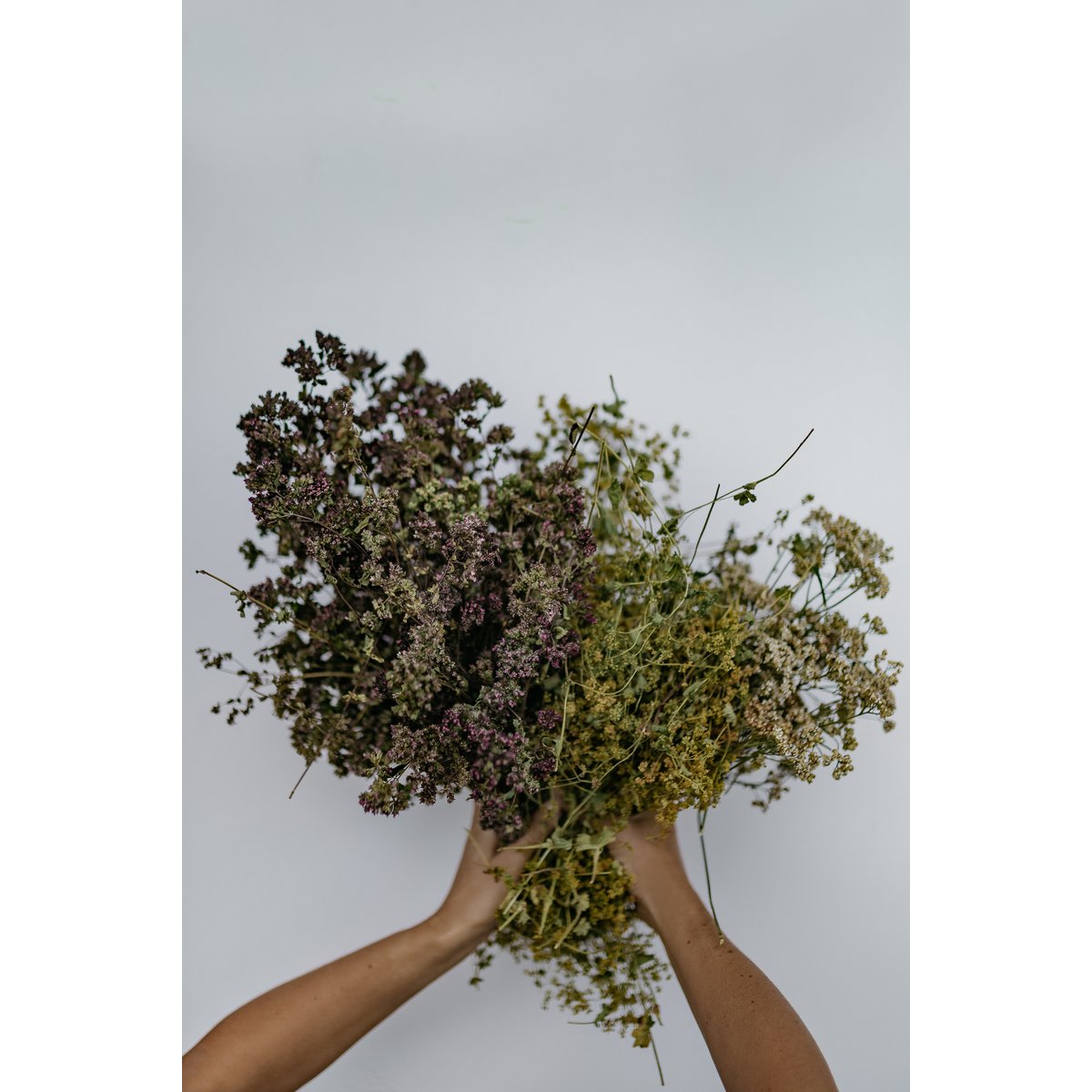Vrouwenmantel Thee - losse thee