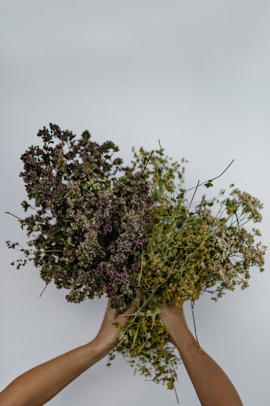 Lady's Mantle Tea - tè sfuso