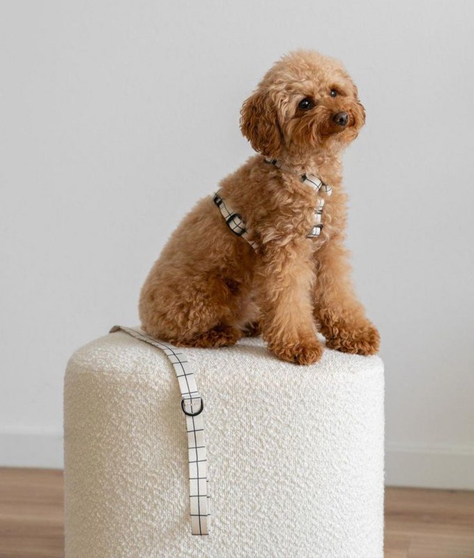 Genanvendt PET-sele Beige Line Design, Juno