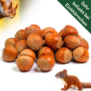 Squirrel hazelnuts 2kg