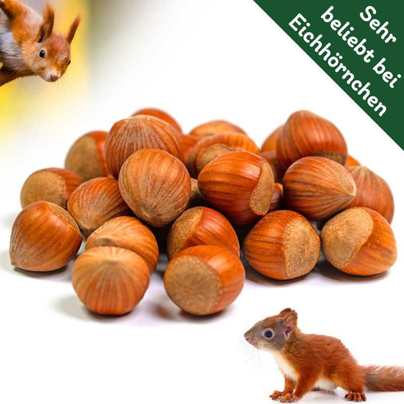 Eichhörnchen Haselnüsse 2kg