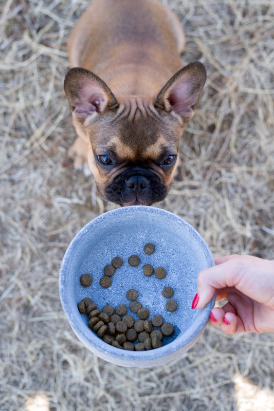 ROCKY - elegant skål til hunde og katte