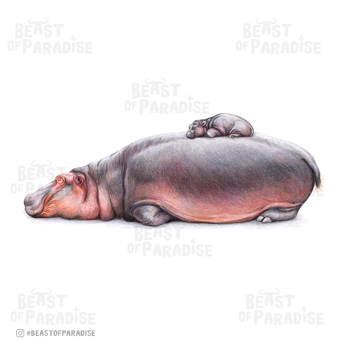 Flodhest - Baby lykønskningskort, 21 x 10 cm, Flodhest, Kort