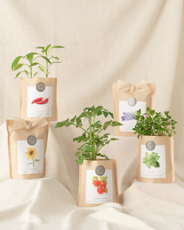 Grow Bag Peppermint