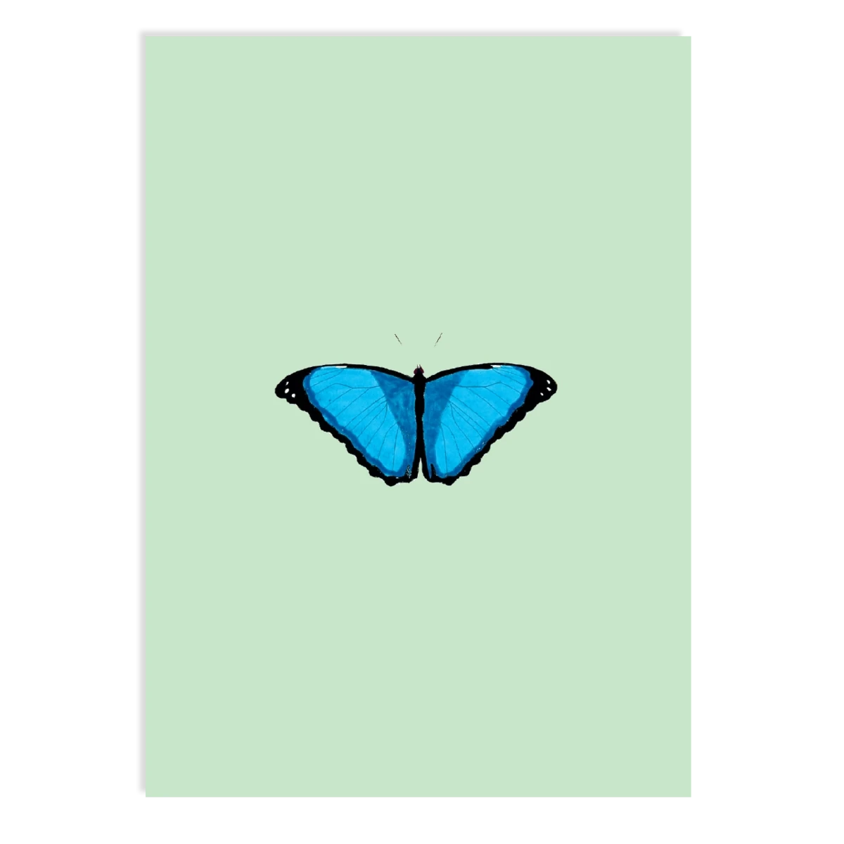 Postcard Reflection (Butterfly)