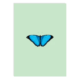 Postkarte Reflection (Schmetterling)