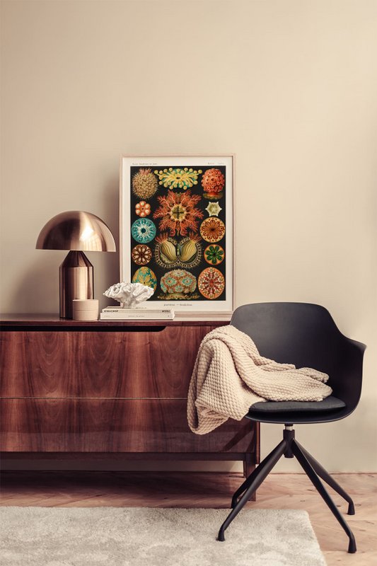 Poster Ernst Haeckel - Ascidiae