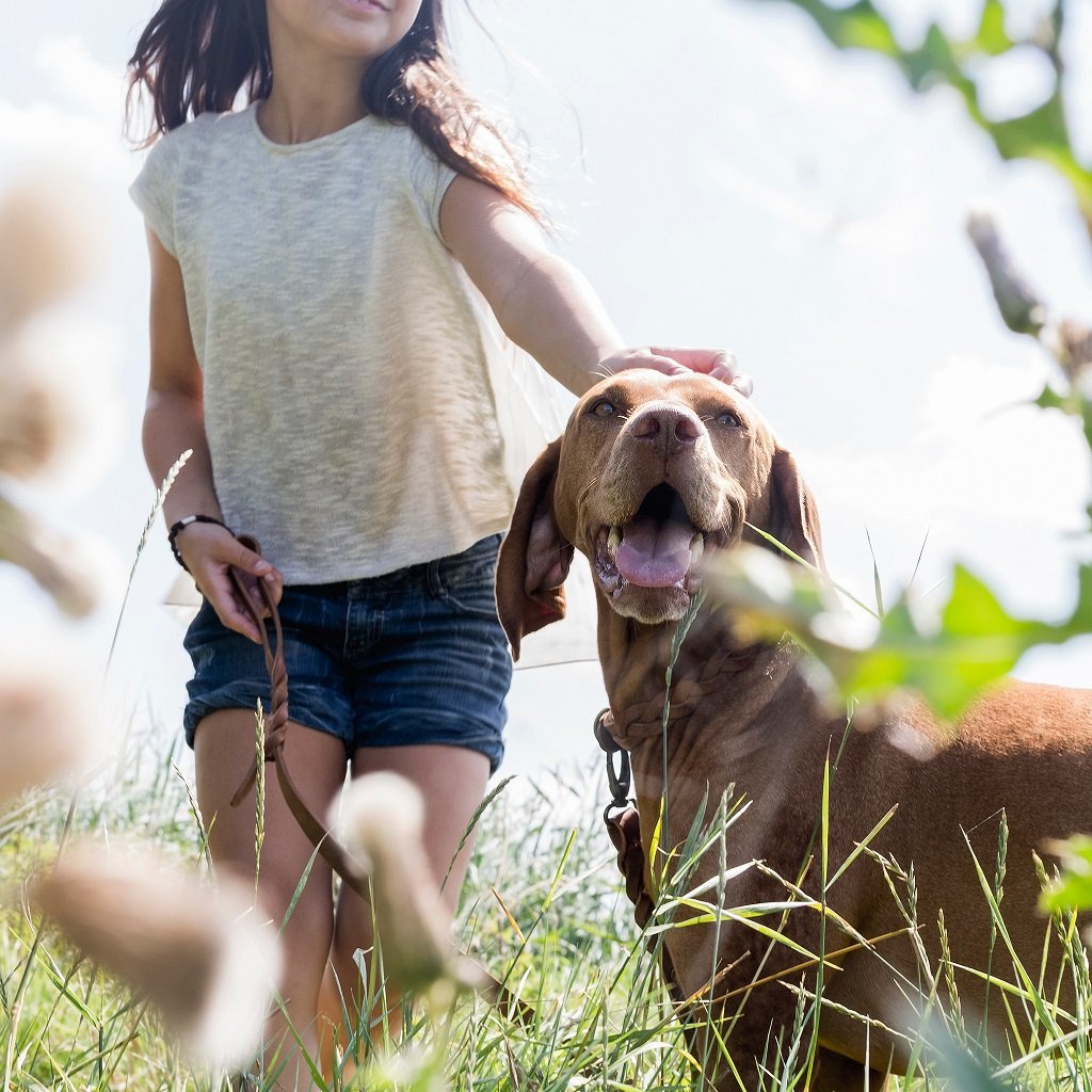 Snoet hundesnor | Brun