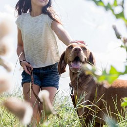 Snoet hundesnor | Brun