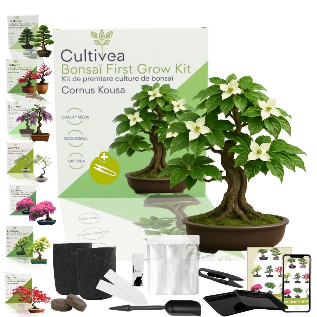 Cultivea - Kit First Bonsai - Kit de première culture de bonsaï avec accessoires | Idée cadeau Originale