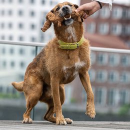 Diego Gravhund - kultlegetøj til hunde