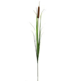 Scirpe grand - 165cm